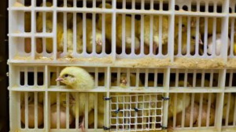 Suiza prohíbe el triturado de pollos vivos, práctica habitual en la industria alimentaria