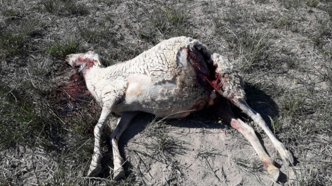 Los ganaderos calculan que unas 300 ovejas han muerto en Los Monegros desde marzo por ataques de lobos.