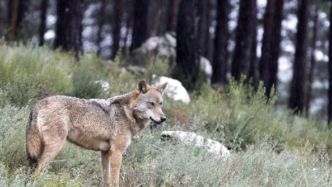 El lobo regresa al desierto de Los Monegros. EFE