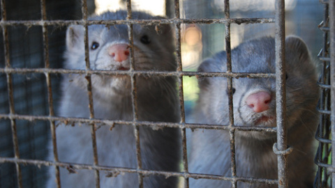 Entre los años 2007 y 2010 se produjeron varias sueltas de visones, de las que se acusó a activistas contra el maltrato animal.