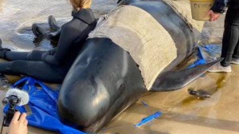 Aumentan a más de 470 las ballenas varadas en el sur de Australia