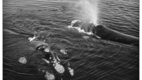 En el Día de los Océanos, imitemos la curiosidad de las ballenas francas