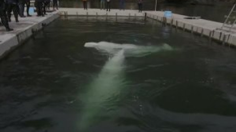 Liberan dos ballenas belugas en la bahía de Klettsvik, en Islandia