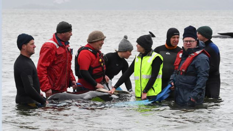 Las ballenas se encuentran atascadas en varios bancos de arena de la bahía de Macquarie, en el oeste de Tasmania. / Reuters