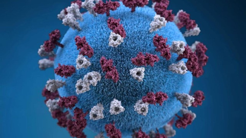 Representación del virus del sarampiónREUTERS / HANDOUT . - Archivo