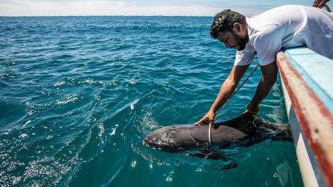 Un pescador recoge un delfín muerto en el Océano Índico frente a Grand Sable, Mauricio. EFE / EPA / LAURA MOROSOLI