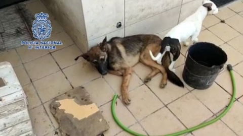 Perro rescatado. / Policía Nacional