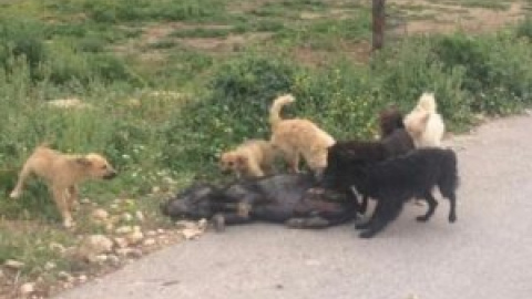 Maltrato animal en Torremanzanas, Alicante: los animales se devoran entre ellos