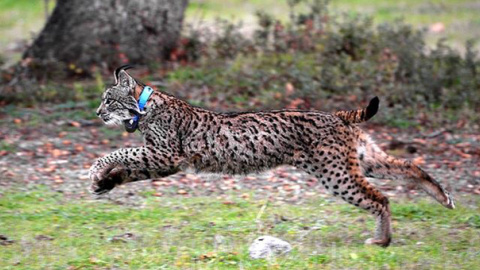 Lince Ibérico. EUROPA PRESS/IBERLINCE