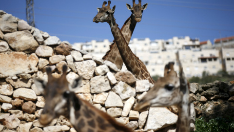 Varias jirafas en su recinto en el zoológico de Jerusalén, 24 de febrero de 2016. REUTERS / Ronen Zvulun