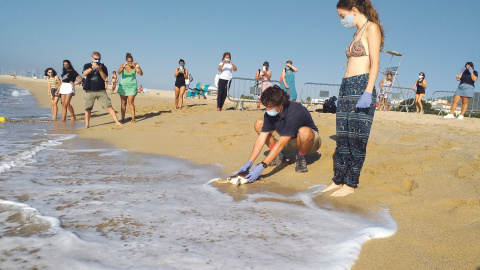 Tortugues que tornen al mar a la platja de Premià. GENERALITAT