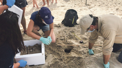 Extracció d’ous d’un niu de tortuga a Vila-seca. TES-GENERALITAT