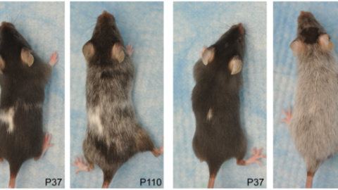 Ratones del estudio de Melissa Harris con distintos grados de despigmentación. / PLOS