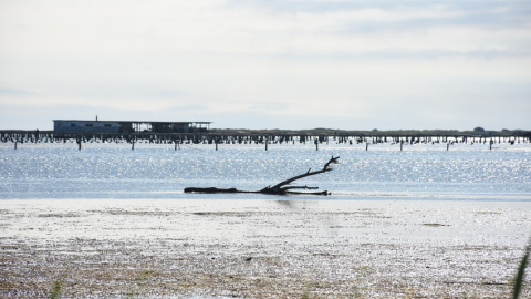 Imatge de les muscleres del Delta de l'Ebre. R,R,