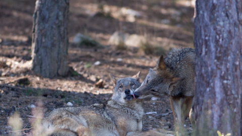 lobos