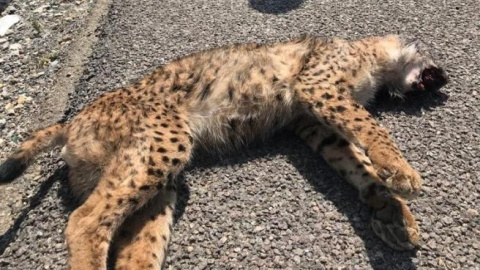 Lince atropellado. /Guardia Civil