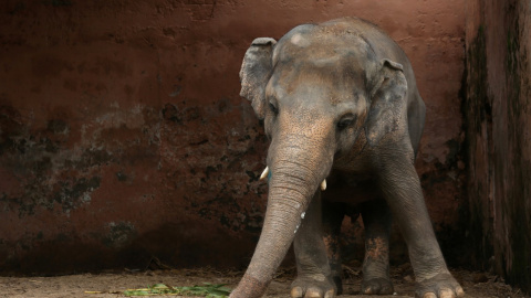 Kavaan se encuentra en su recinto en el zoológico de Marghazar en Islamabad. /Reuters