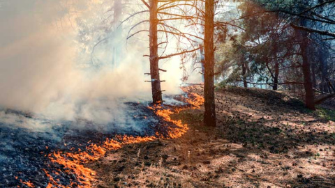 Los incendios forestales en el Planeta fueron 'devastadores'