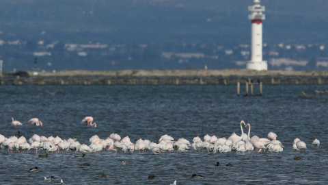 Un grupo de flamencos en la laguna de El Fangar del parque Natural el Delta del Ebro. EFE/Jaume Sellart/Archivo