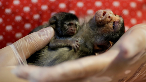 La veterinaria Carine Hanna cuida de Xita, un tití de Rondon, que fue rescatado por la policía ambiental estatal después de dar a luz en Brasil. REUTERS/Ueslei Marcelino