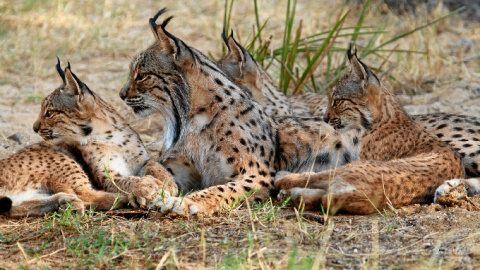 La lince recuperada se encuentra en buen estado, aunque se seguirá su evolución durante los próximos días.