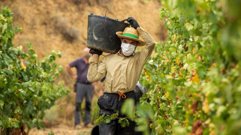 Un temporero pakistaní en la vendimia en la localidad de Lapuebla de Labarca, en la Rioja Alavesa . EFE/ David Aguilar/Archivo