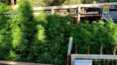 Guardia Civil y Policía Local de Ceutí desmantelan una plantación de marihuana