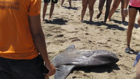 El pez luna muerto en Roquetas de Mar, Almería. EFE/Daniel Delgado