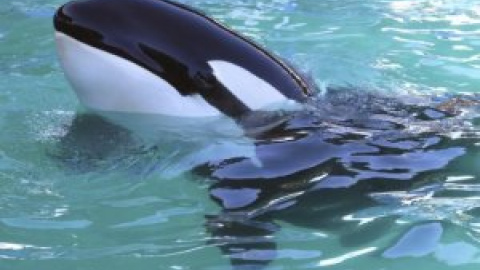 Liberad a la orca Lolita