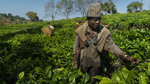 El salario de un trabajador agrícola que recoge té en Gurúè (Mozambique) depende de los kilos de té que recolecta y nunca supera los dos euros diarios. JUDIT PRAT