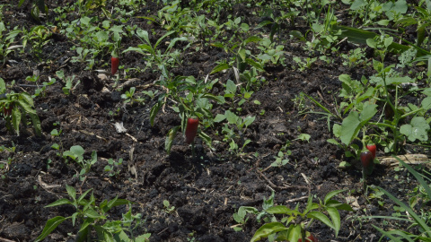 Imágenes de los cultivos en las chinampas, en el municipio de Xochimilco.- ANA PORTELLA