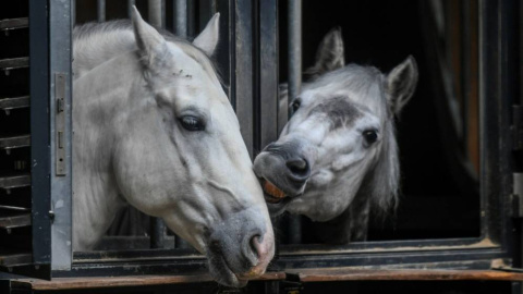 Imagen de archivo de dos caballos descansando en sus cuadras en unos establos. (EFE)