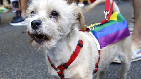 Un perro con los colores de la bandera LGTBI durante la manifestación del Orgullo Gay 2017 que se celebra esta tarde en Madrid con el lema "Por los derechos LGTBI en todo el mundo". EFE/J. P. GANDUL.