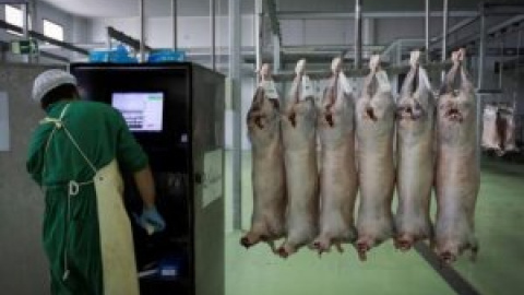 El tirón de la carne halal dispara el sacrificio de animales sin aturdimiento en España