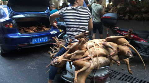 Varios carniceros con perros sacrificados en el festival de culinario de la carne de can celebrado el año pasado en Yulin. REUTERS/Tyrone Siu