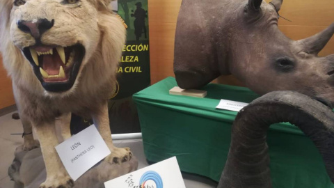 Animales disecados en Alicante