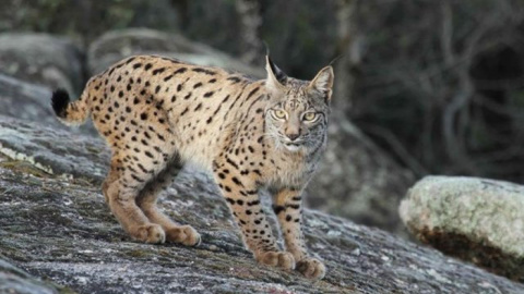 Un ejemplar de lince ibérico. MANUEL MORAL CASTRO (Iberlince)