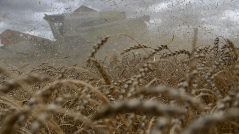 Una cosechadora cosecha trigo en un campo de la granja Triticum en la región de Omsk, Rusia. REUTERS