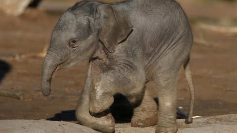 Elefante asiático (Elephas maximus) /EUROPA PRESS