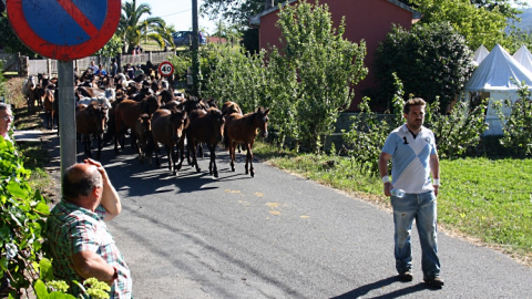 Un hombre conduce a una grea de caballos hacia el curro de Sabucedo en la rapa del 2016