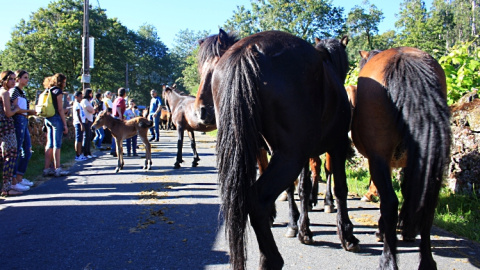 Caballos y visitantes en la vía central de Sabucedo el verano pasado