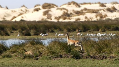 Bruselas no da más tiempo a España para explicar las medidas de cómo evitar los daños en Doñana. EFE