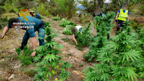 Agentes de la Guardia Civil cortan las plantas de cannabis hallada en una de las doce plantaciones cercanas a Torreciudad. / Guardia Civil