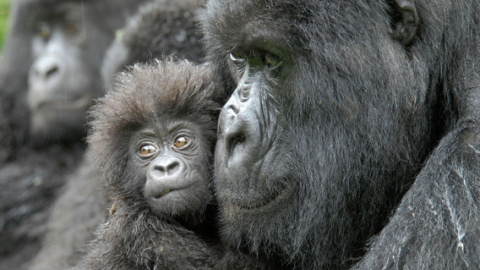 Una hembra de gorila junto a su cría de cuatro meses en la República Democrática del Congo. / Conservation International | Russell A. Mittermeier