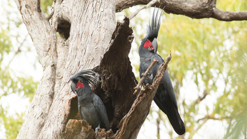 Dos machos de cacatúa enlutada sosteniendo sus peculiares baquetas de madera. / C. Zdenek