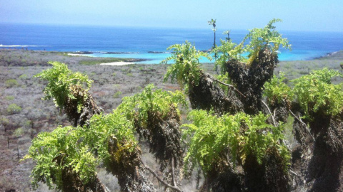 Scalesia helleri en Galápagos. / RJB-CSIC