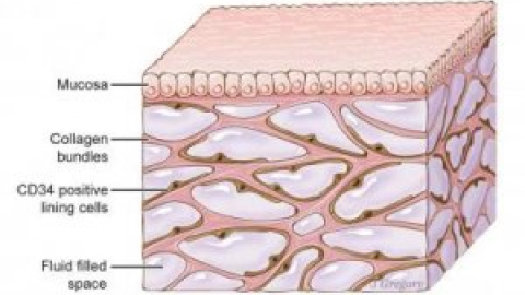 Descubren una característica hasta ahora desconocida de la anatomía humana