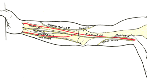 Esquema de un brazo sin la arteria mediana del famoso libro de anatomía de Henry Gray, publicado por primera vez en 1858. / Archivo