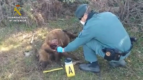 Ocho investigados por presuntos delitos relacionados con caza furtiva en DoÃ±ana 