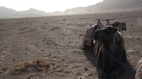 Camellos aguardan la llegada de turistas en la puerta del desierto del Sahara